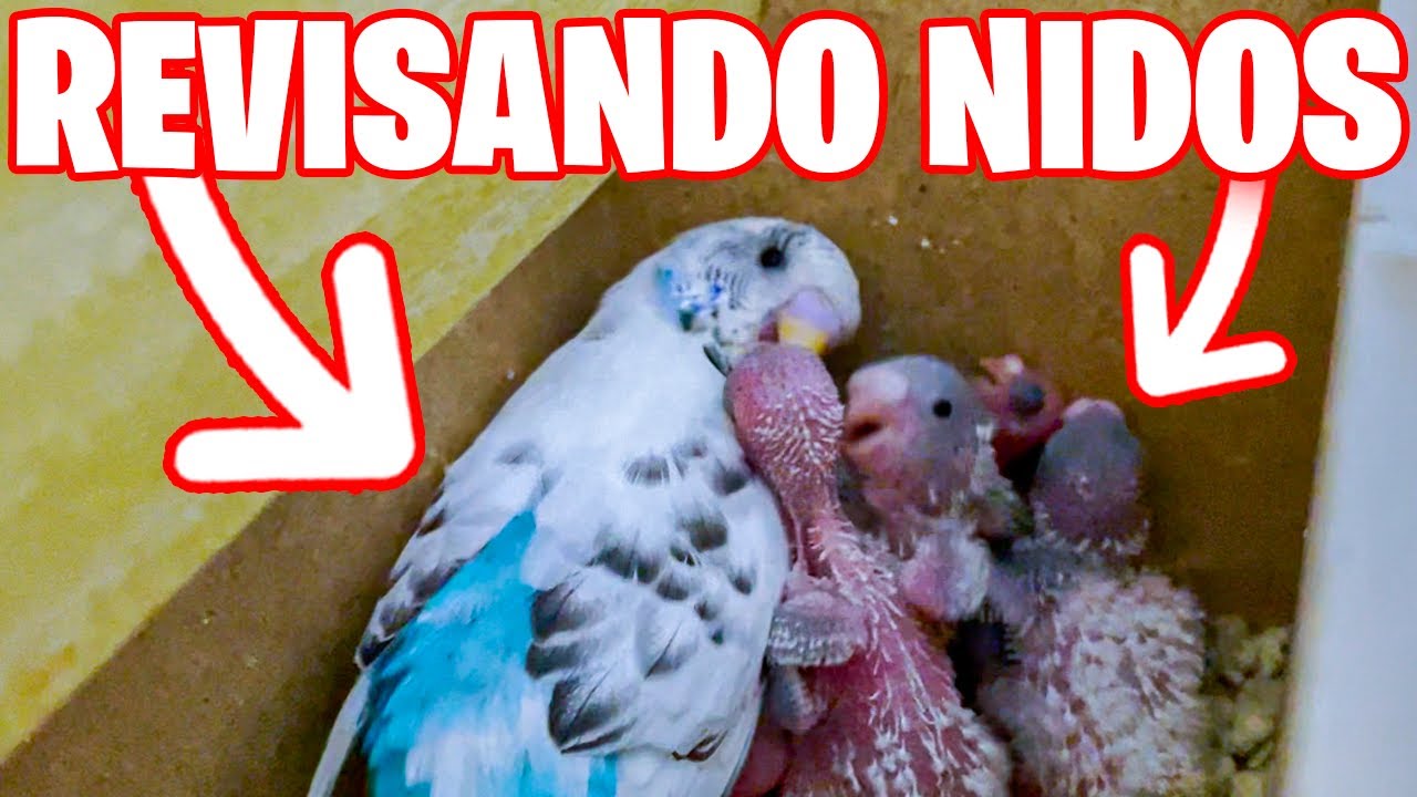 REVISANDO MIS NIDOS DE PERIQUITO