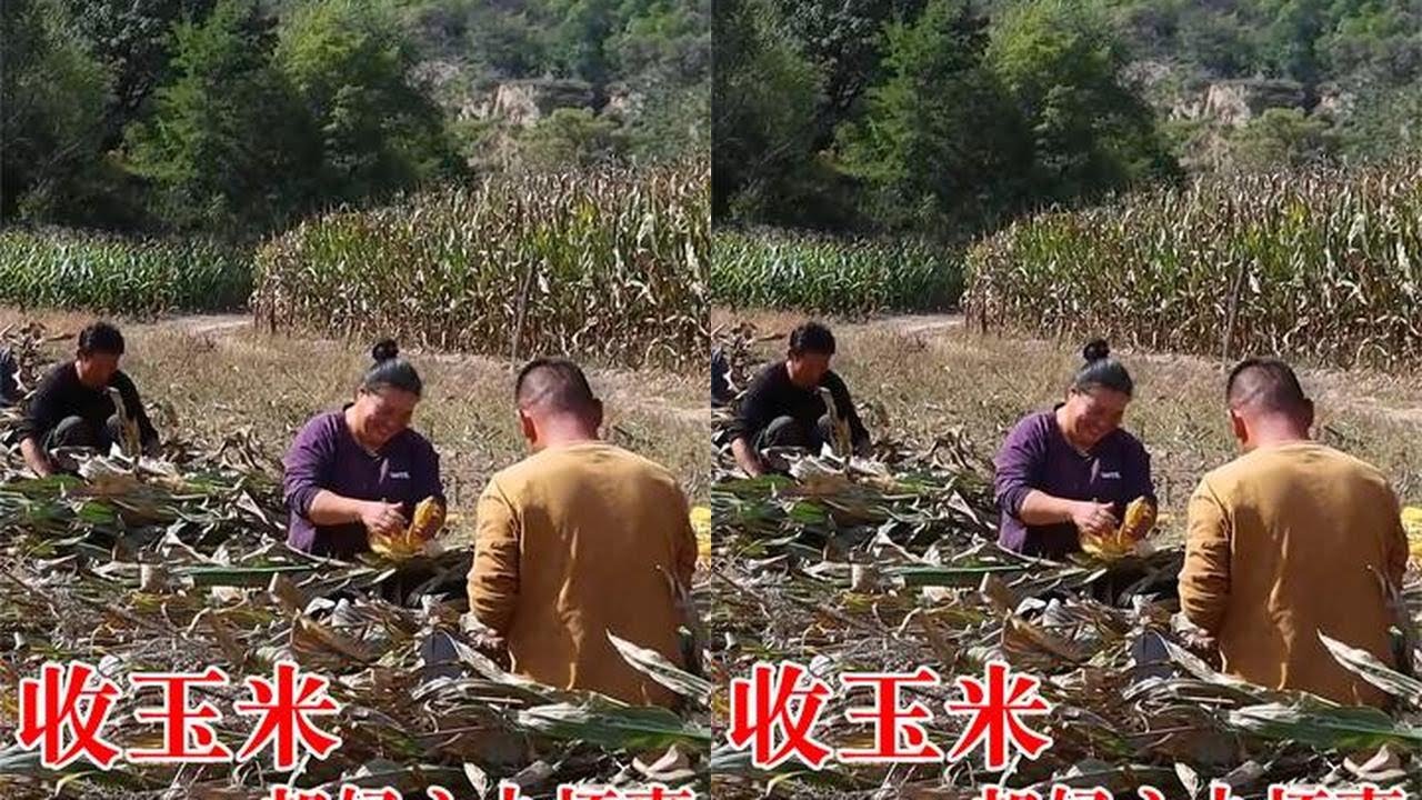 农村兄弟帮收玉米，没想到还没干透，却是好心帮了坏事！ #我的乡村生活