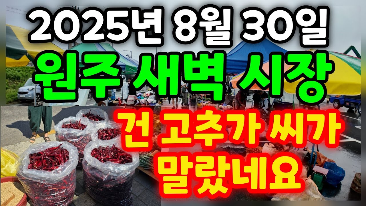 원주 새벽 시장에는 햇 고추 한근 가격은 얼마나 할까요 그런대 말린 건고추 씨가 말랐네요  ~