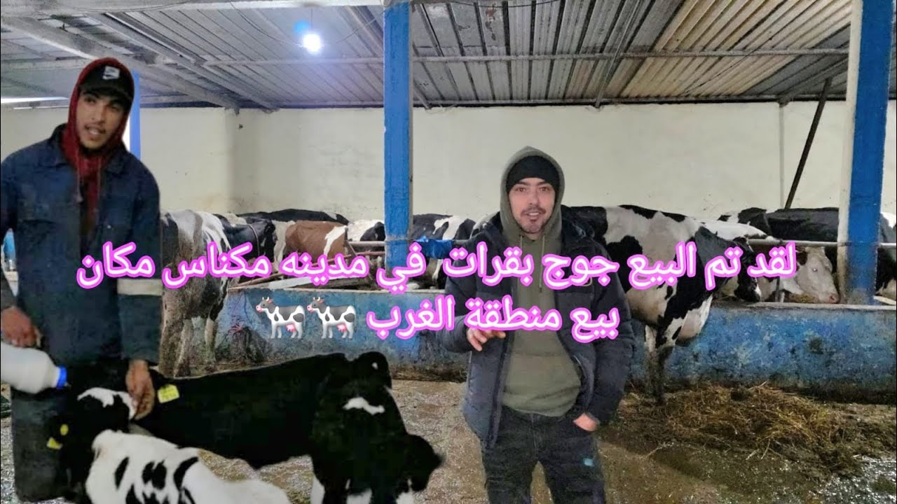 لقد تم البيع جوج بقرات  في مدينه مكناس مكان بيع منطقة الغرب 🐄🐄0661282165