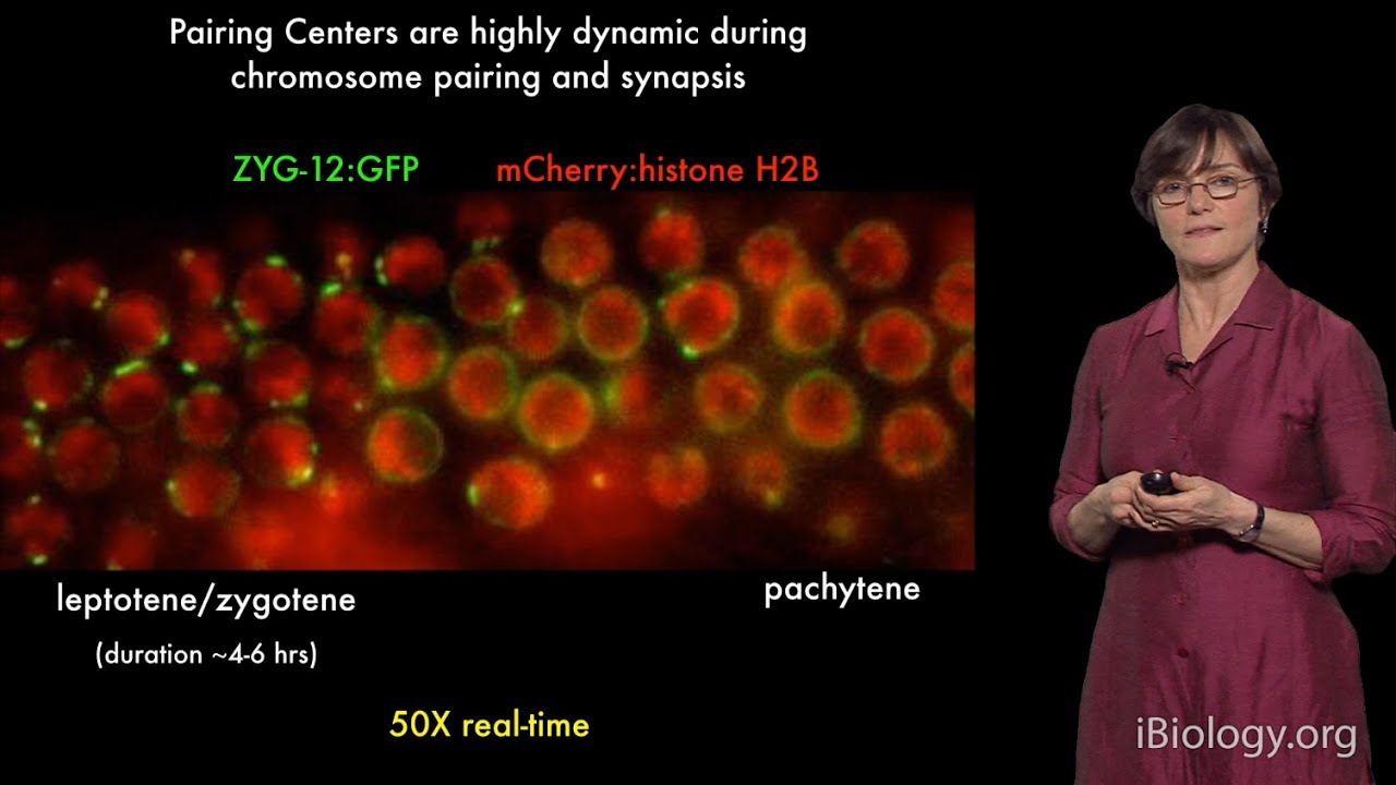 Abby Dernburg (UC Berkeley / LBNL / HHMI) Part 3: The Role of Dynein in Chromosome Pairing
