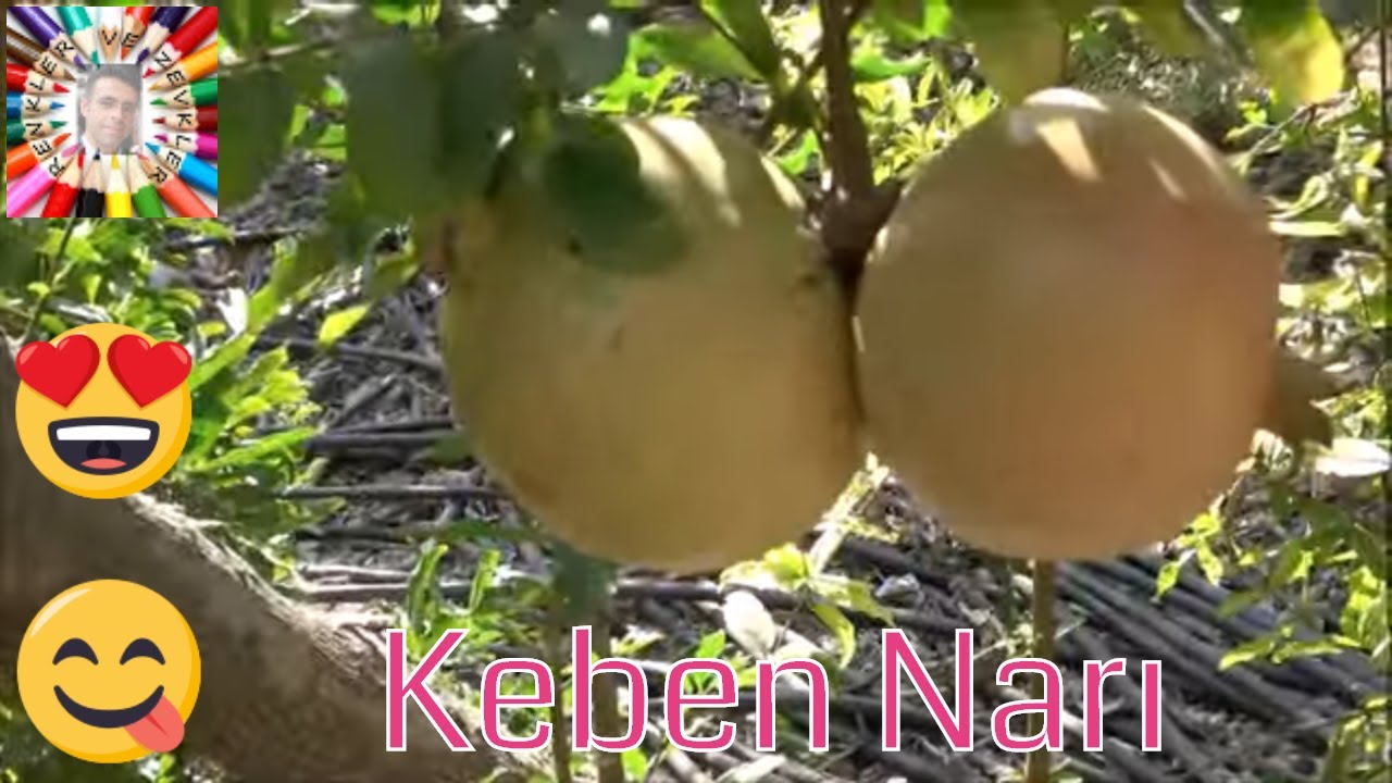 Tam 1 Kiloluk Nar Gördünüz mü?
