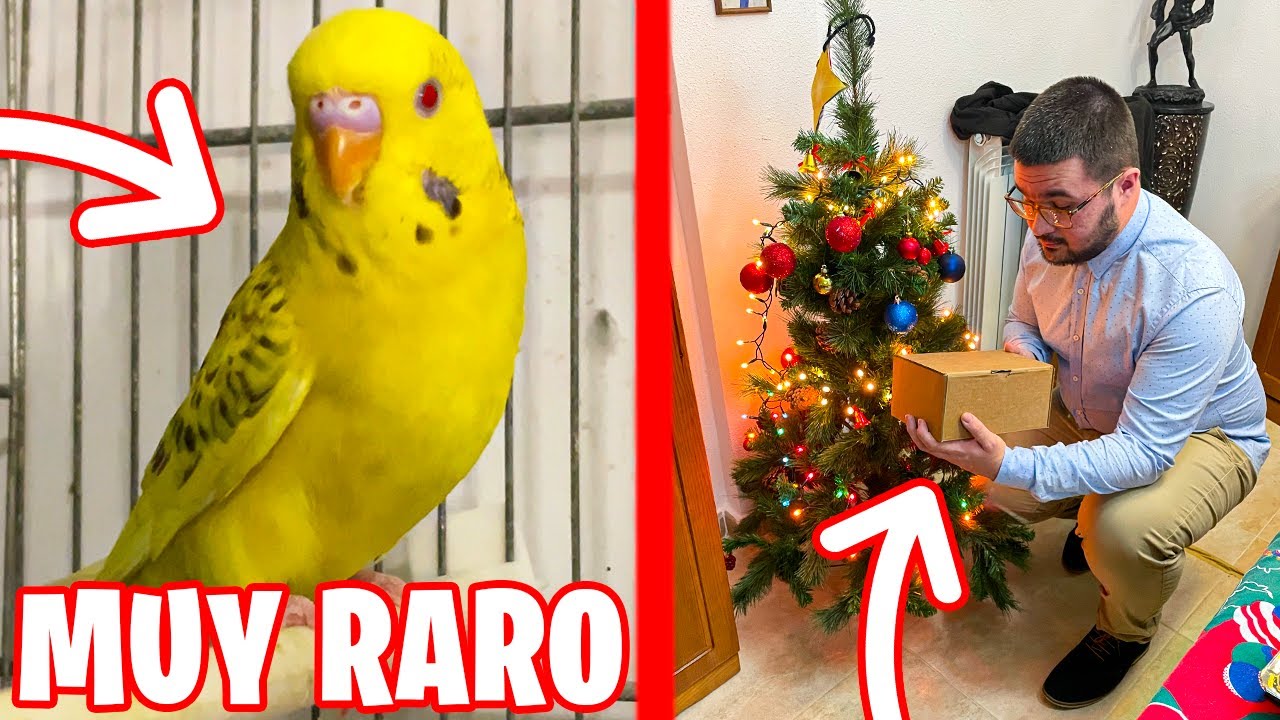 PAPA NOEL ME REGALA UN PERIQUITO MUY RARO