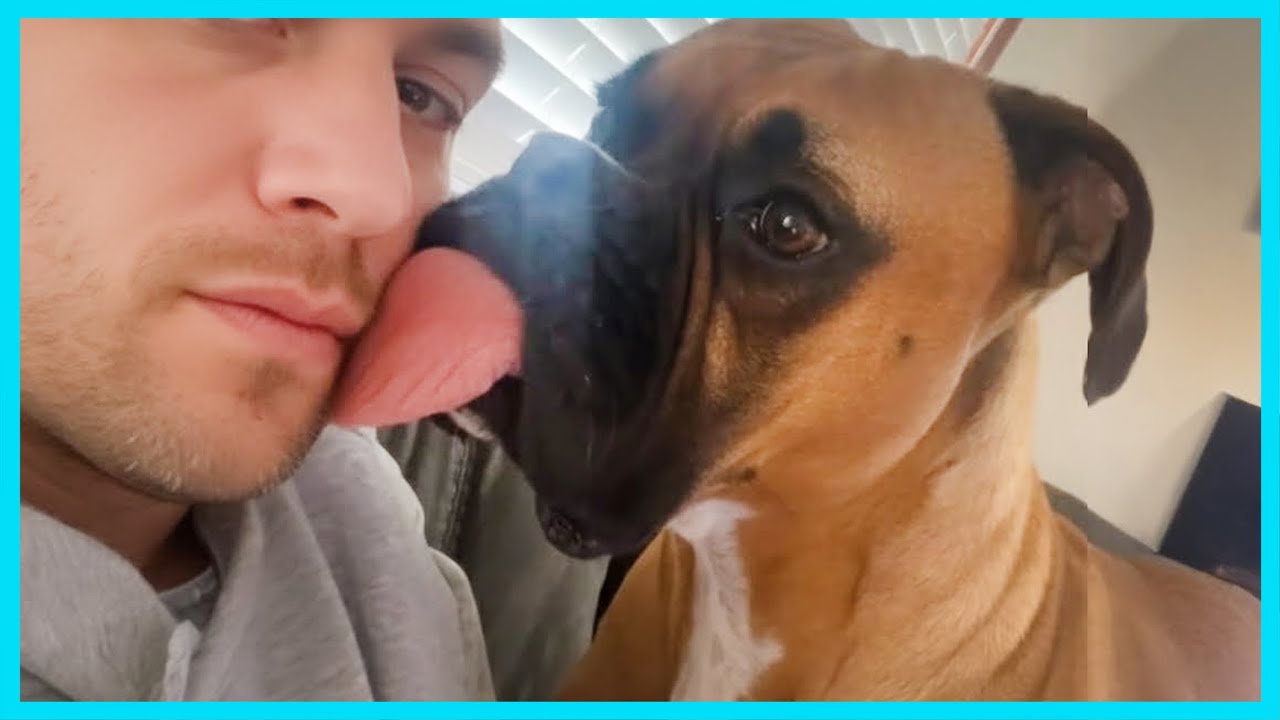 Funny dogs