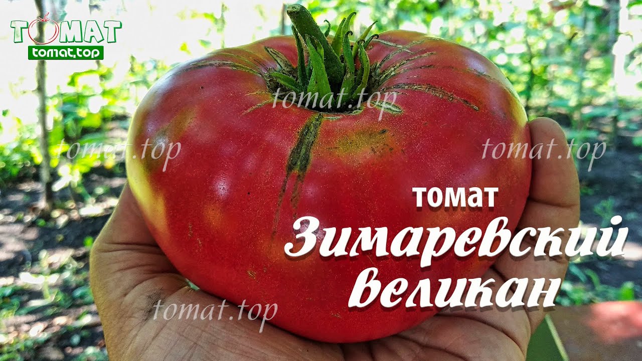 Томат Зимаревский великан от Сибирского сада. Обзор, отзыв, характеристики сорта Зимаревский Великан