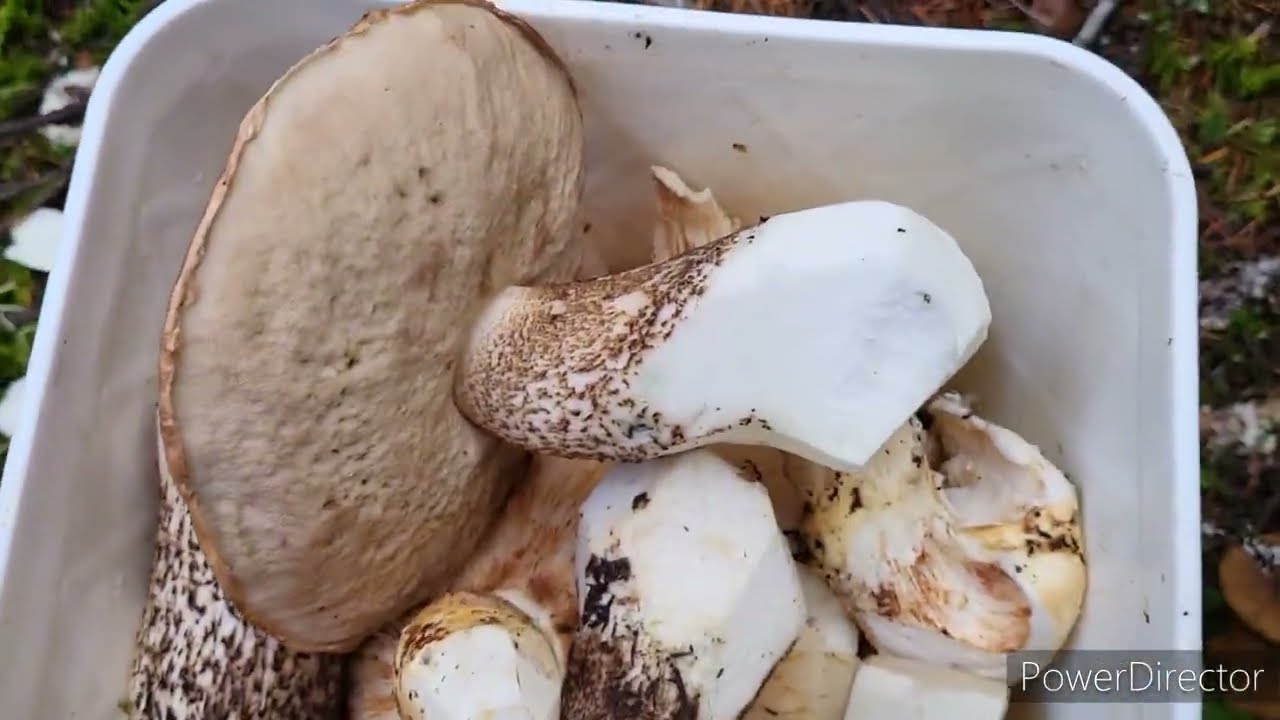 Whistler British Columbia How to Wild Mushroom Forage