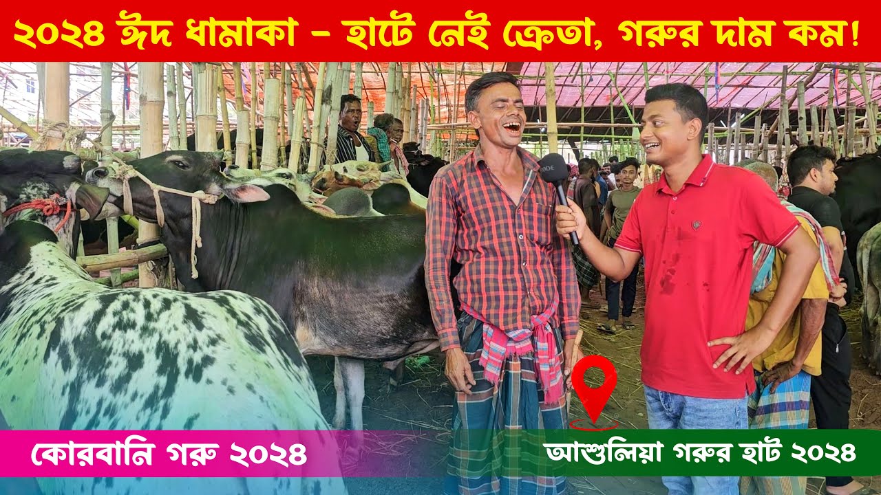ঈদ ধামাকা 2024 - আশুলিয়া হাটে পানির দামে 2024 কোরবানি গরু || ছোট গরুর দাম ২০২৪ || কৃষি ঘর