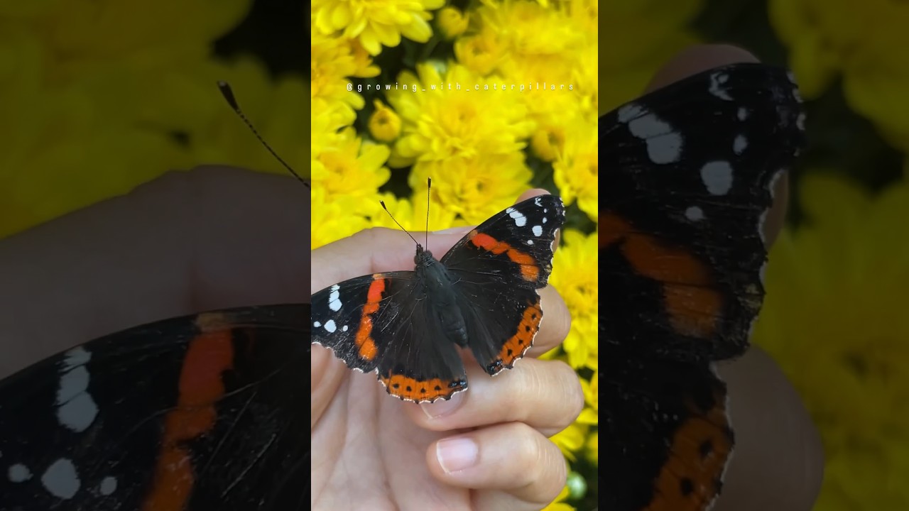 🦋Red Admiral butterfly🖤🧡❤️ 
