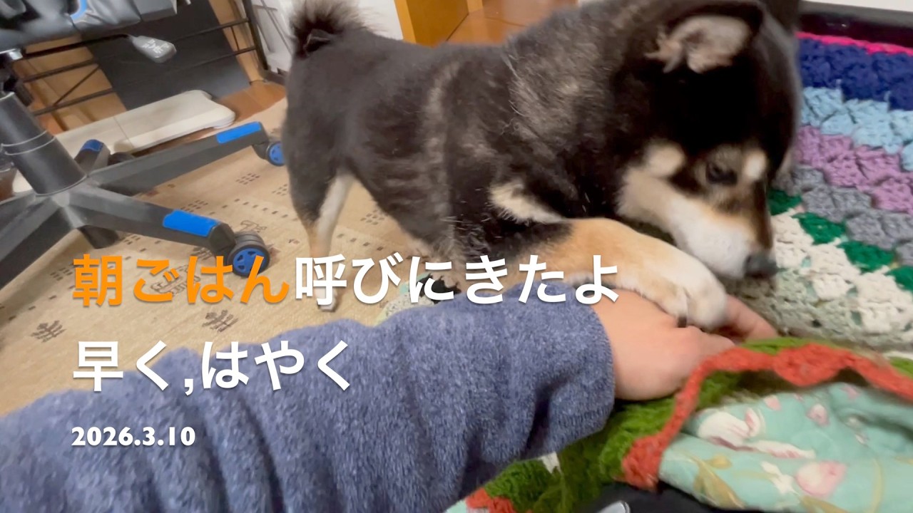【優しい時間がここには流れています】朝ごはん呼びにきたよ(2026.3.10)🐶【昔保護犬だった黒柴ツバちゃん】