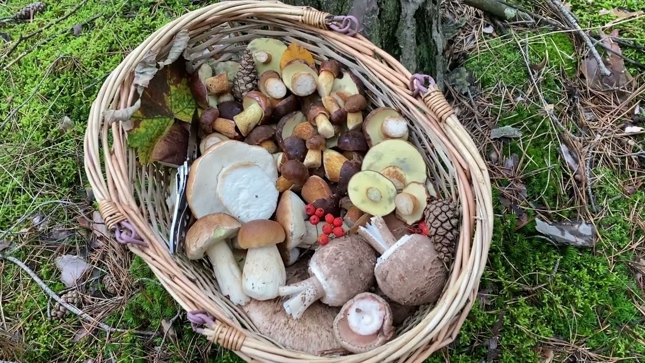 Znowu wystartowały te najśliczniejsze, młode podgrzybki