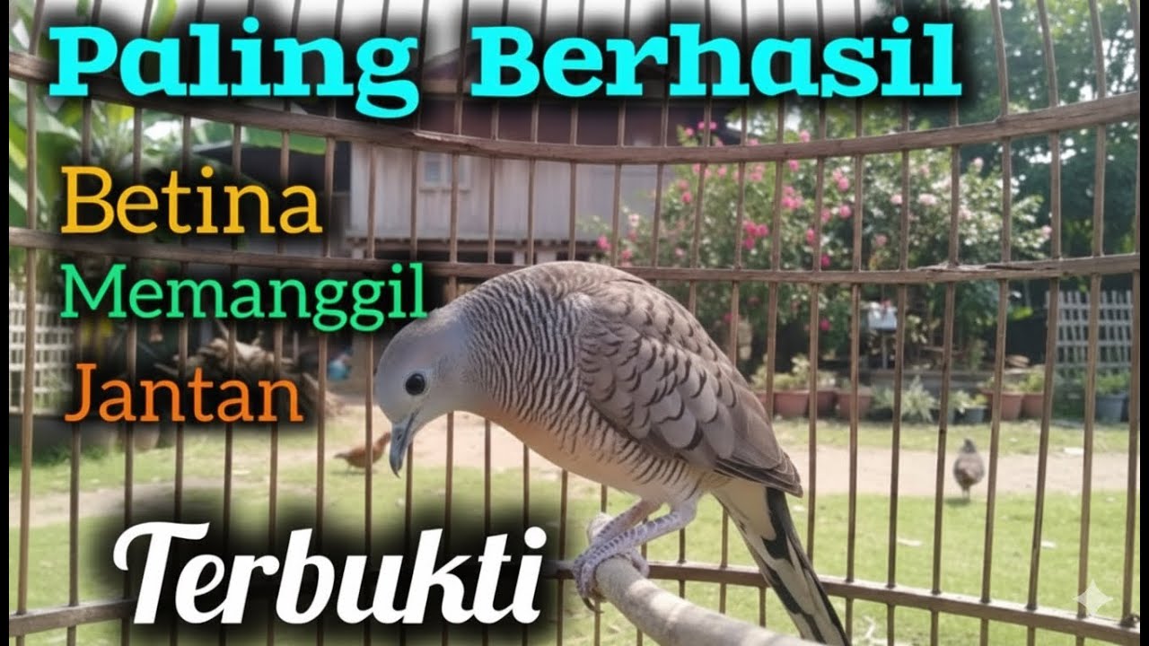 Pancingan perkutut betina memanggil jantan