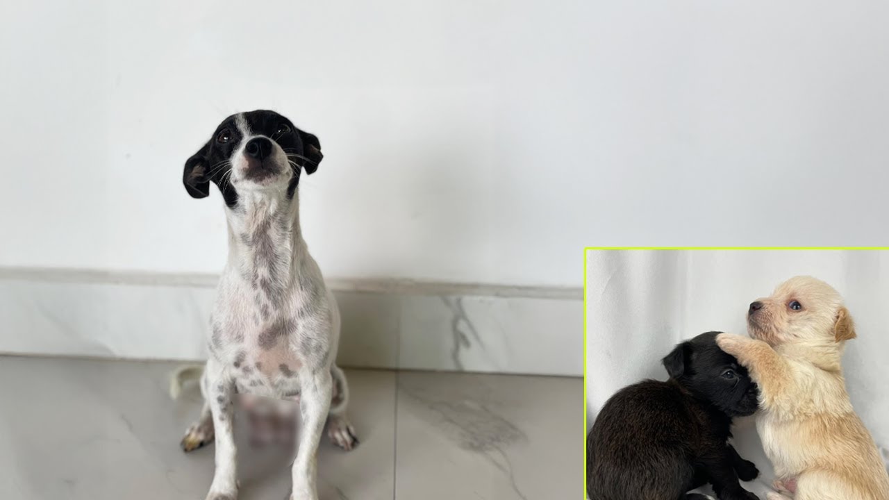 A Mother's Love, Even in Pain: Abandoned Dog Gives Birth Alone, Hoping for Kindness