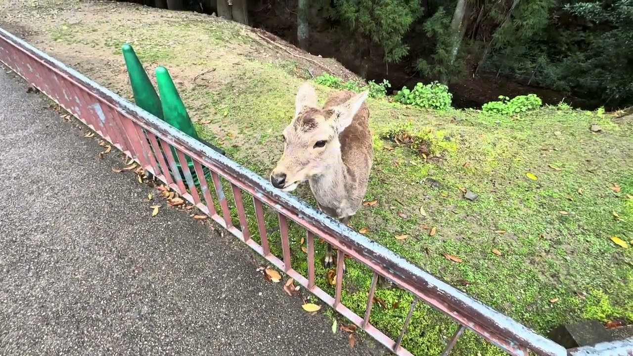 Japan 🇯🇵 through my eyes -Kyoto part 3- Trip to Nara park and feeding the deer. Solo traveler HD/4K