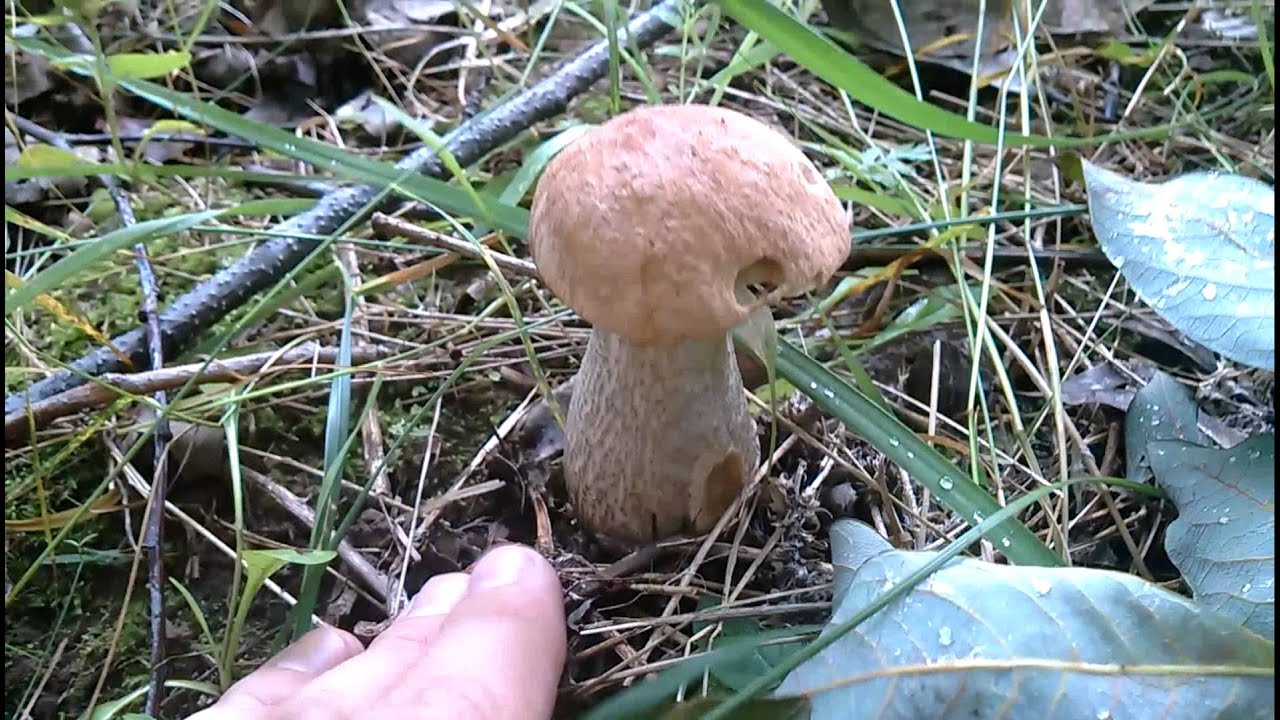 VID 20150710 094843 485