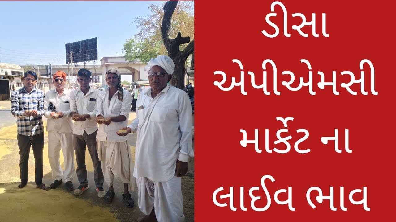 એપીએમસી માર્કેટ ડીસા ( અનાજ માર્કેટ)#farming #trending #viralvideo #trendingreels 