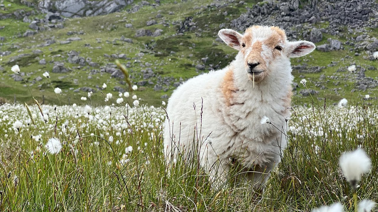 The Adventures Of Toffee The Lamb