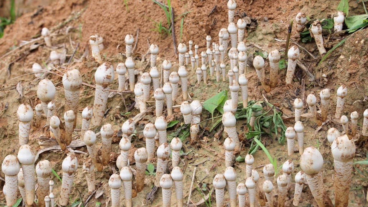 “Termite Mushroom Secret 🤫 | टुने (देउले) च्याउ कसरी उम्रिन्छ ? 🍄 | Mushroom Hunting Nepal”
