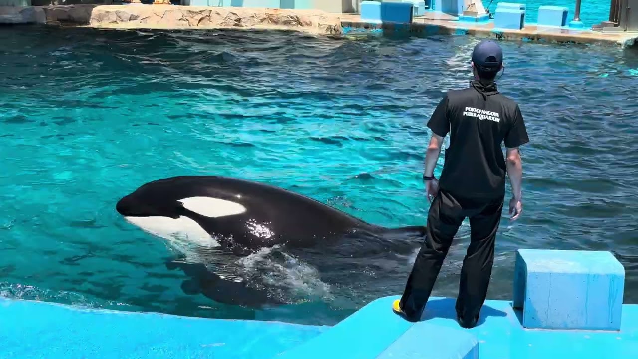 2023/07/02 シャチの公開トレーニング アース編 【11:30の回】@名古屋港水族館