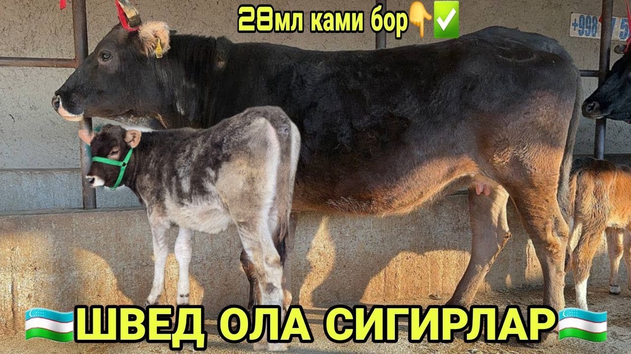 АКМАЛ АКАДАН ШВЕД ОЛА СИФАТЛИ СИГИРЛАР БУГОЗЛАР СОТИЛАДИ SIGIRLAR BÒĞOZLAR SOTILADI 27 февраля 2026