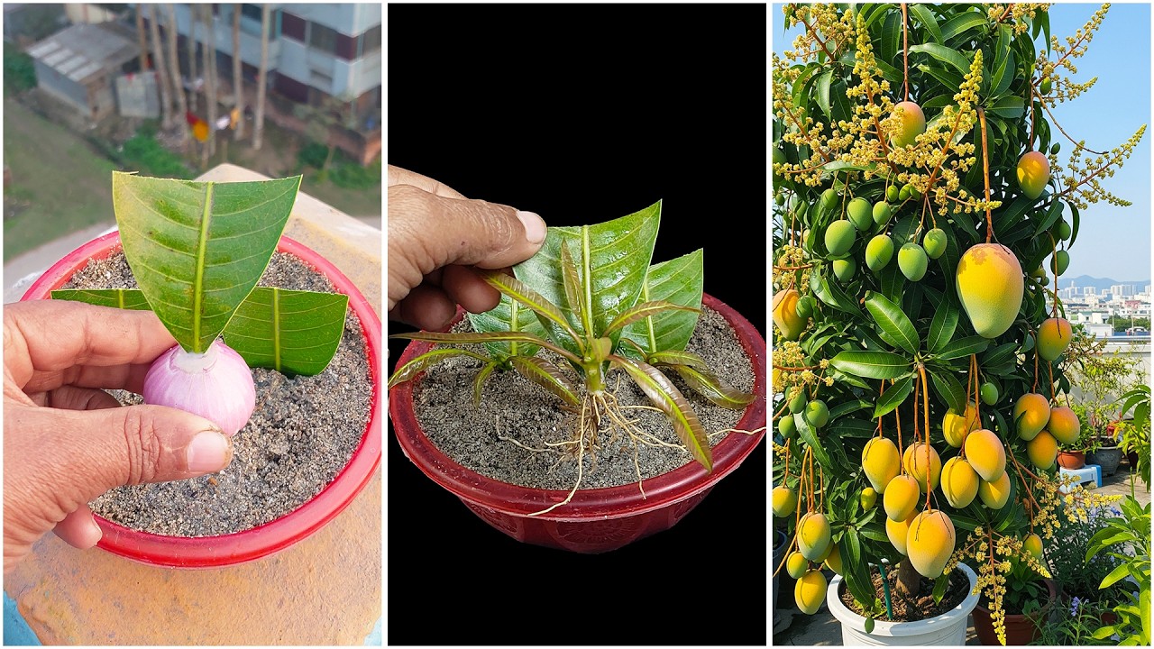 Leaf to plant || How to grow mango plant at home from leaf || Tips & tricks in this video