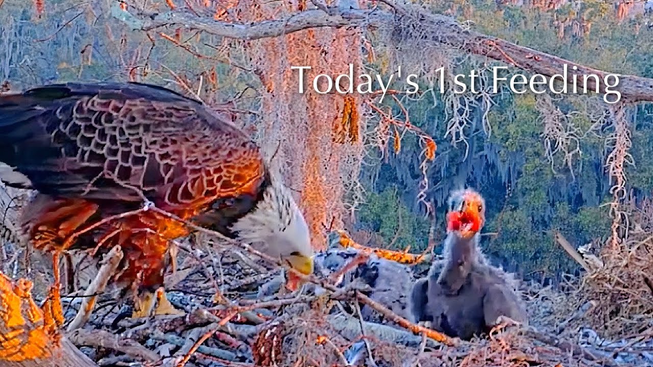 #212🦅🐥32°🐥27°／Winter Park Eagle Nest 2026／Against All Odds:One-Eyed Mom／by Winter Park Eagle Cam