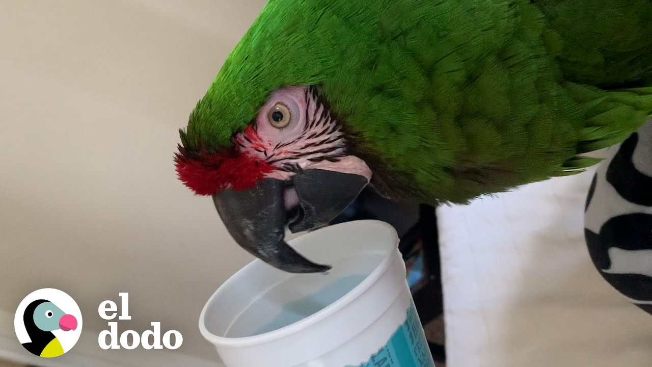 Loro socialmente inepto es básicamente una persona | El Dodo