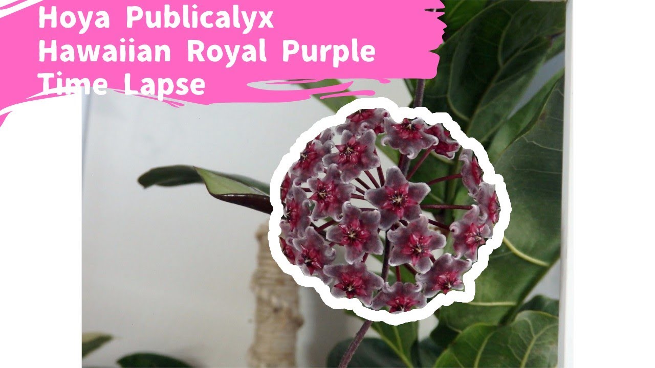 Hoya Pubicalyx Royal Hawaiian Purple Time Lapse