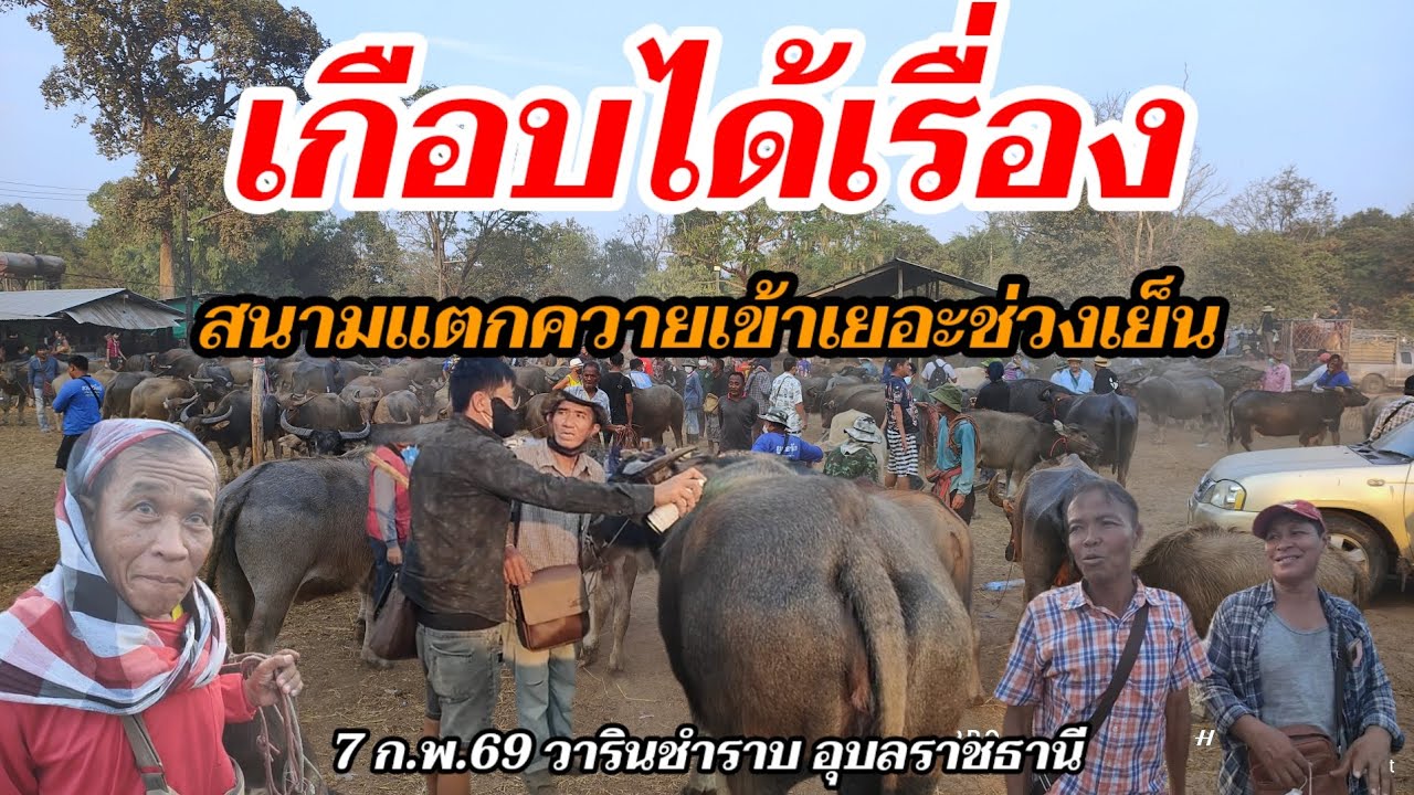 เกือบได้เรื่อง สนามแตกควายเข้าเยอะช่วงเย็น 7 ก.พ.69 วารินชำราบ อุบลราชธานี
