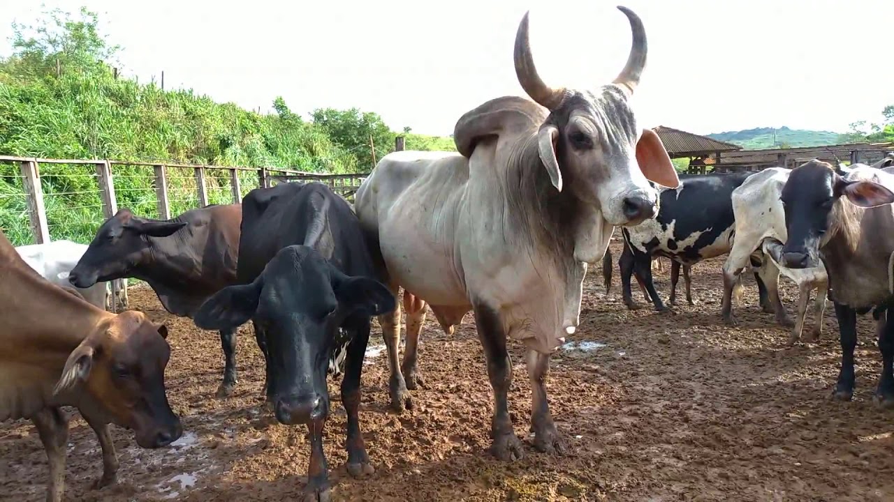 Soltando as vacas para o pasto após a ordenha manual.