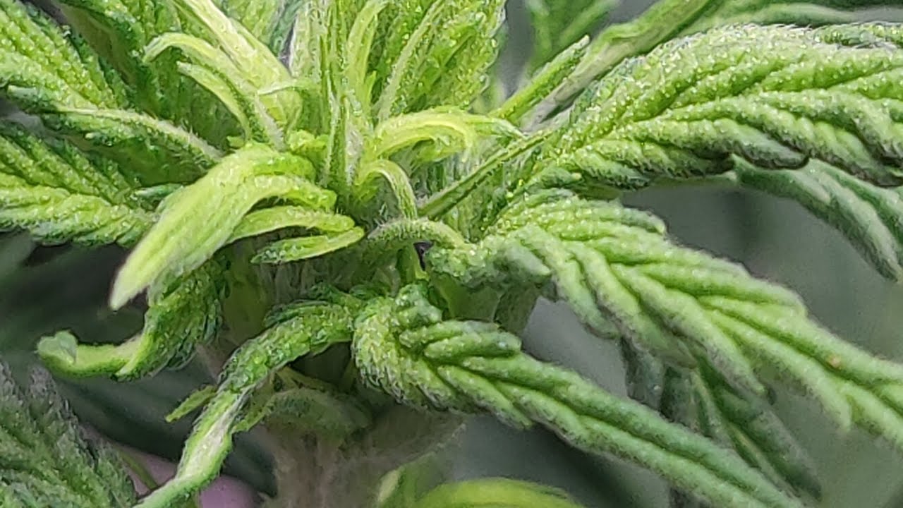Critical mass de @mrniceseedbank d&iacute;a 7 de floraci&oacute;n