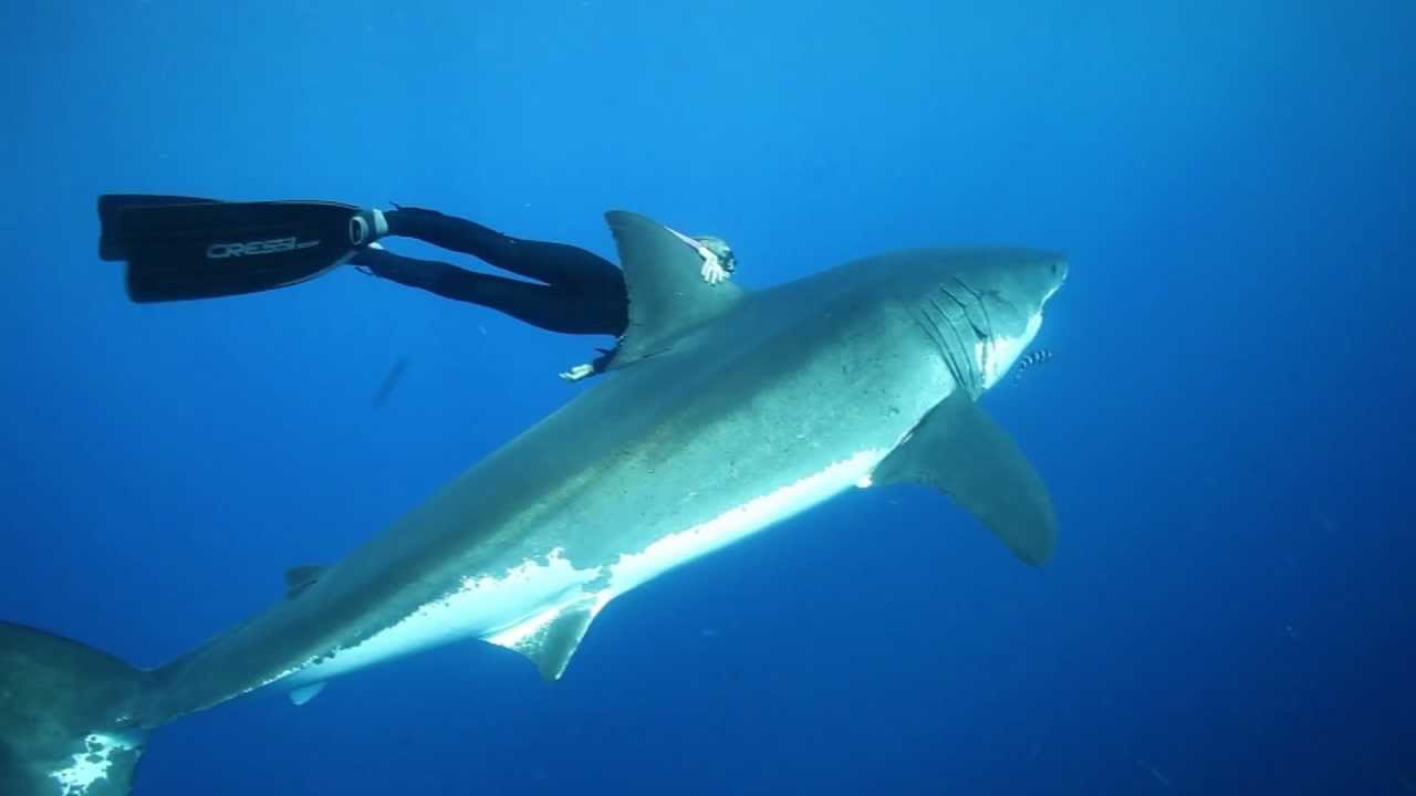 OCEAN RAMSEY GREAT WHITE SHARKS, OCEAN RAMSEY FREEDIVING WITH SHARKS, SWIMMING WITH GREAT WHITES