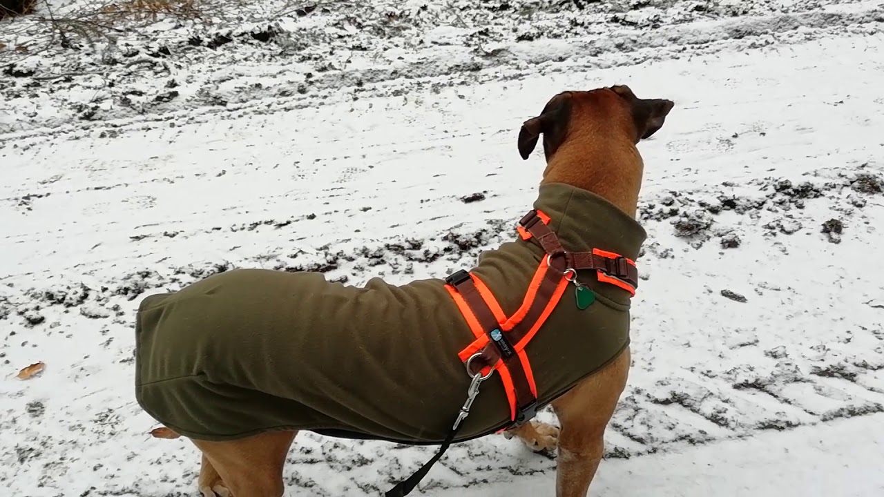 Jagd-Ersatz-Training mit Chuma - Das ruhige Schauen