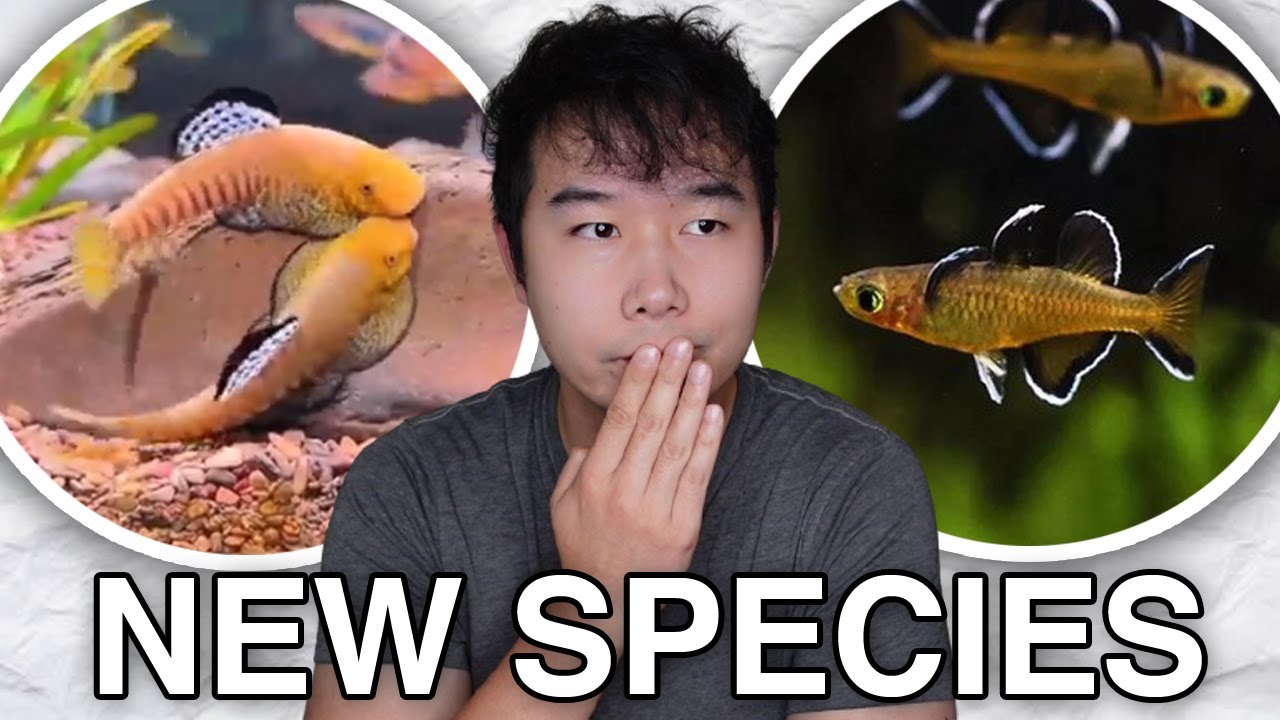 Вы НИКОГДА не слышали об этих аквариумных рыбках раньше | CRAZY Aquatic Update ТОЛЬКО ЧТО ВЫШЕЛ