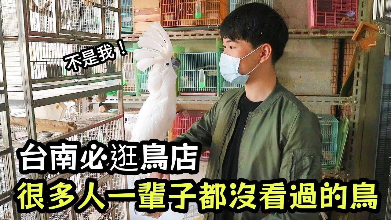 台南必逛的鳥店!有些鳥很多人一輩子都沒看過 | 精鵡瘋雲（ft.中華鳥園