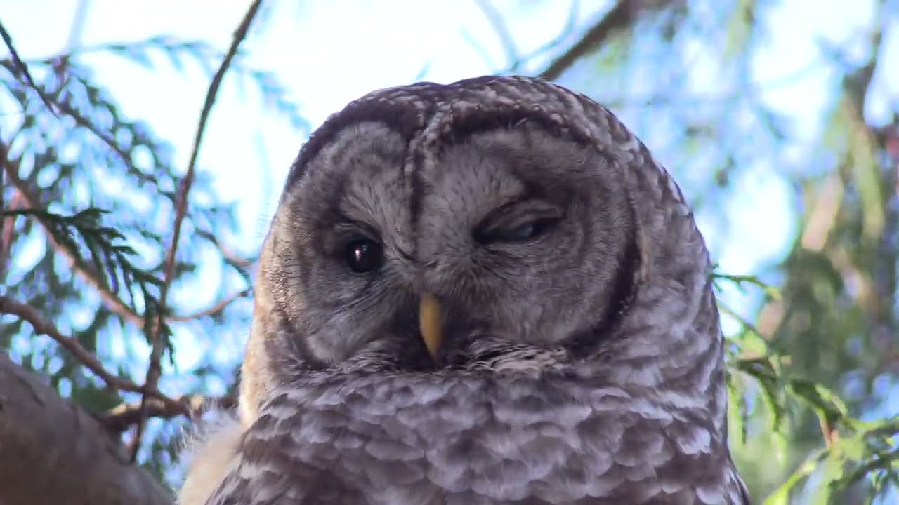 Barred Owl