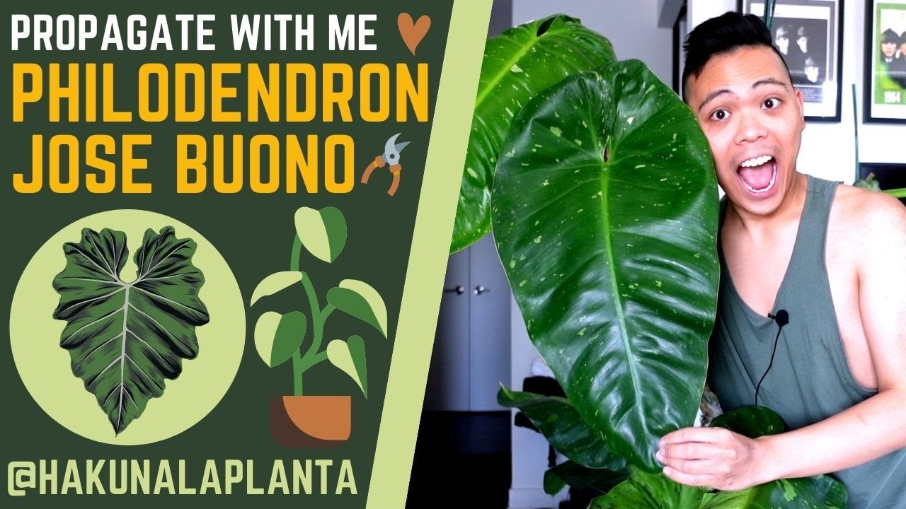 Propagating My Philodendron Jose Buono 😱 - 3 MONTH UPDATE | Propagate With Me 💚 Plant Growth Update