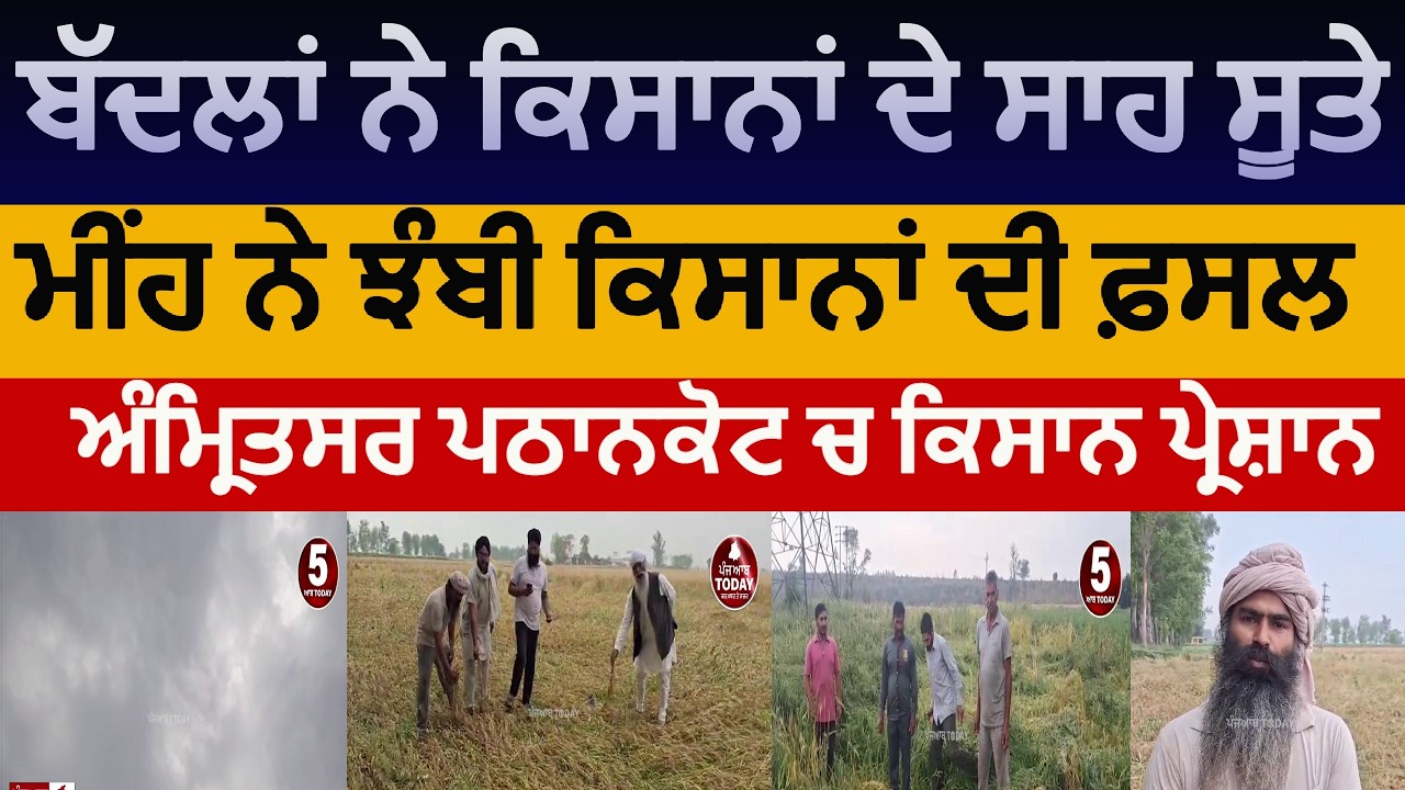 Punjab rain | farmers worried about wheat crops | amritsar farmers | pathankot farmers worried |