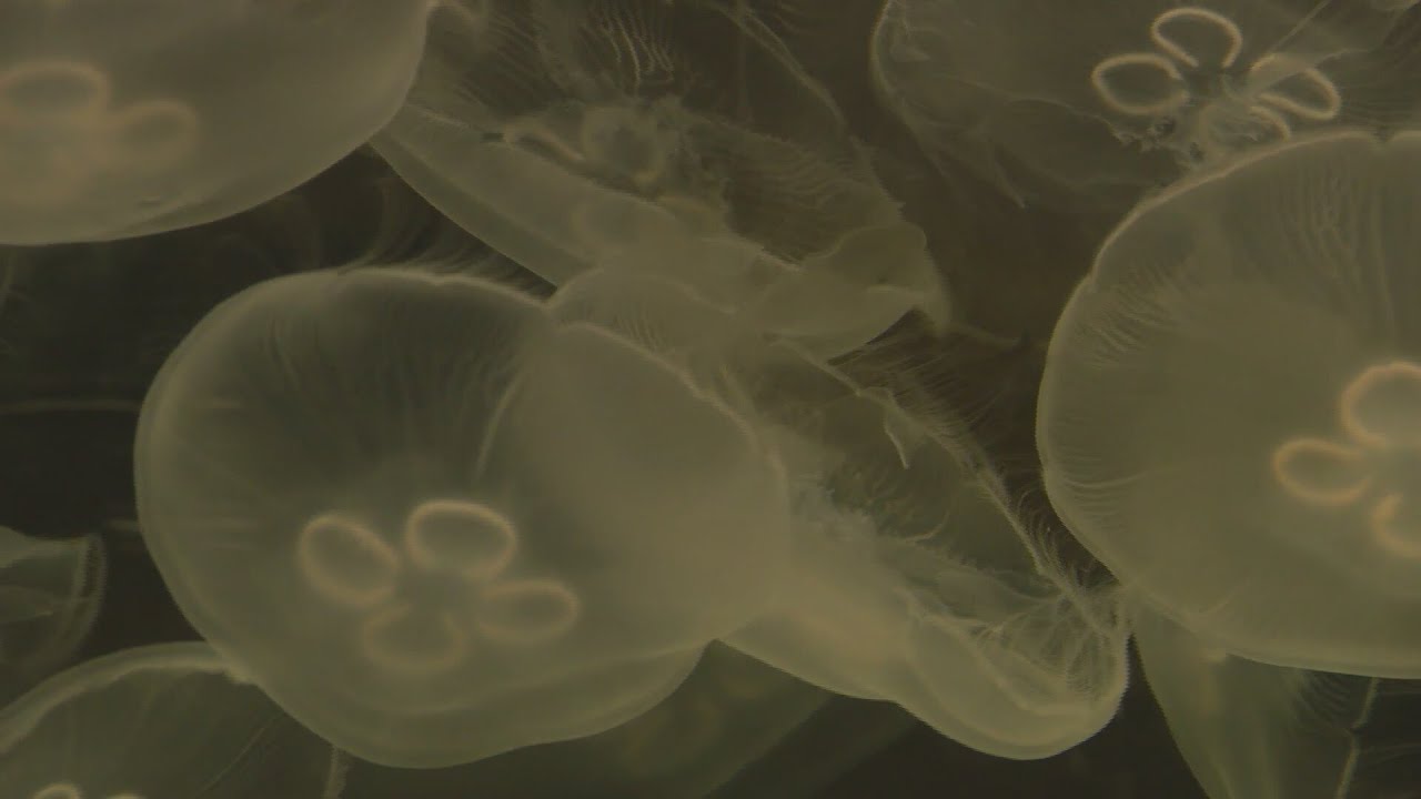 Weekend Break: &lsquo;Must-See Tour&rsquo; at the Shedd Aquarium