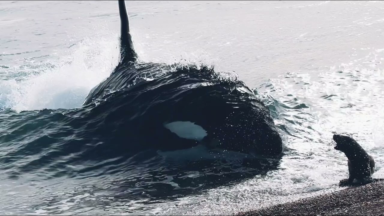 Killer whale attacks / Musical Kingdom / Agressive Dubstep 