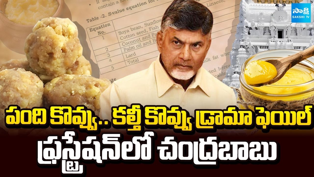Frustration In Chandrababu | Drama Fail In Laddu Controversy | Pawan Kalyan | Nara Lokesh @SakshiTV