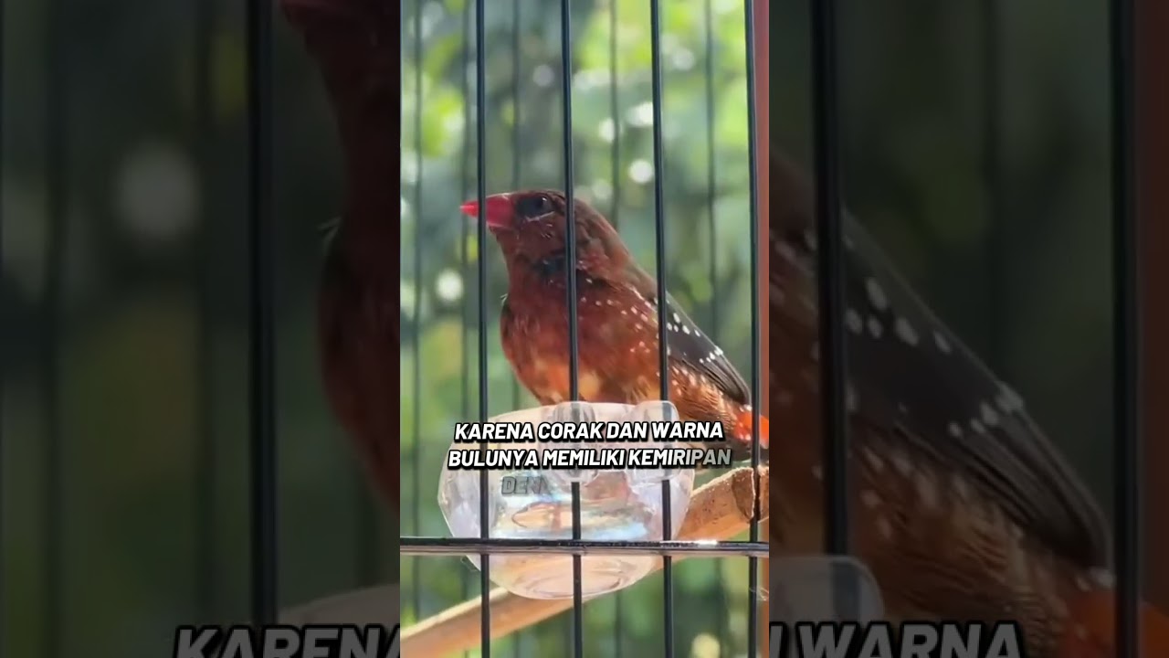 3 jenis burung finch yang berwarna cantik