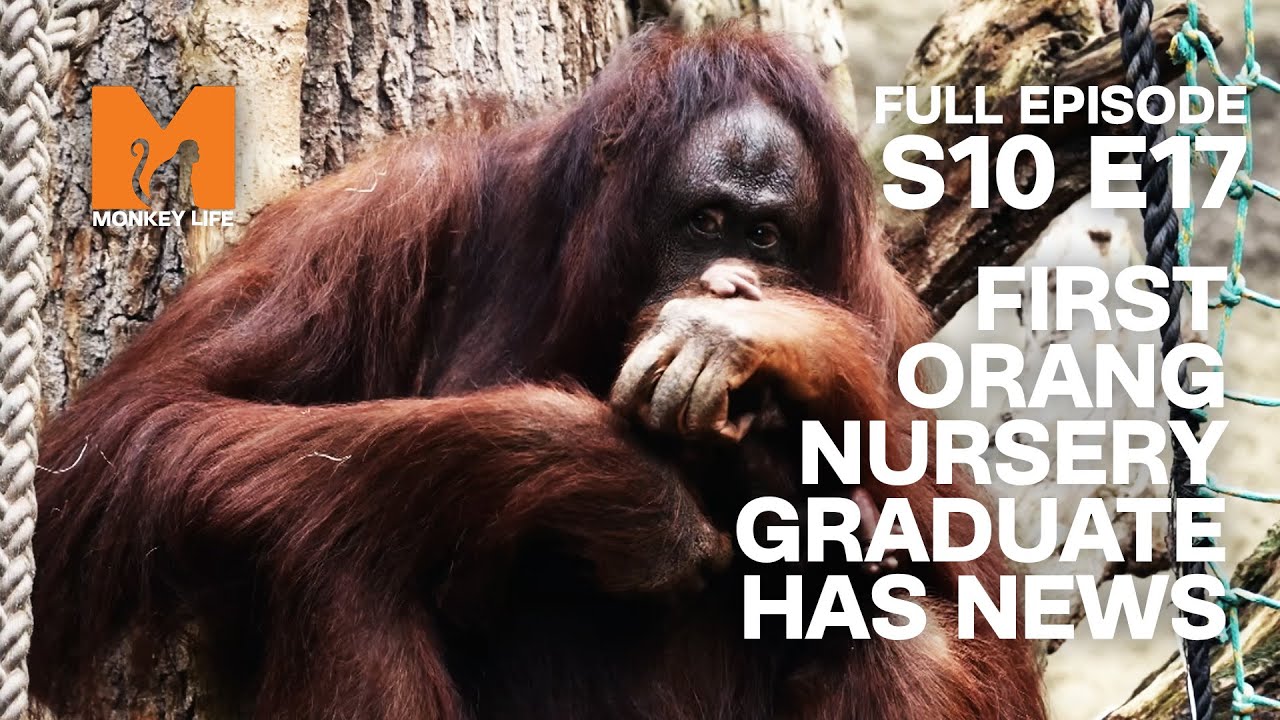 First Orang-utan Nursery Graduate Has A Baby! | Season 10 Episode 17 | Full Episode | Monkey Life