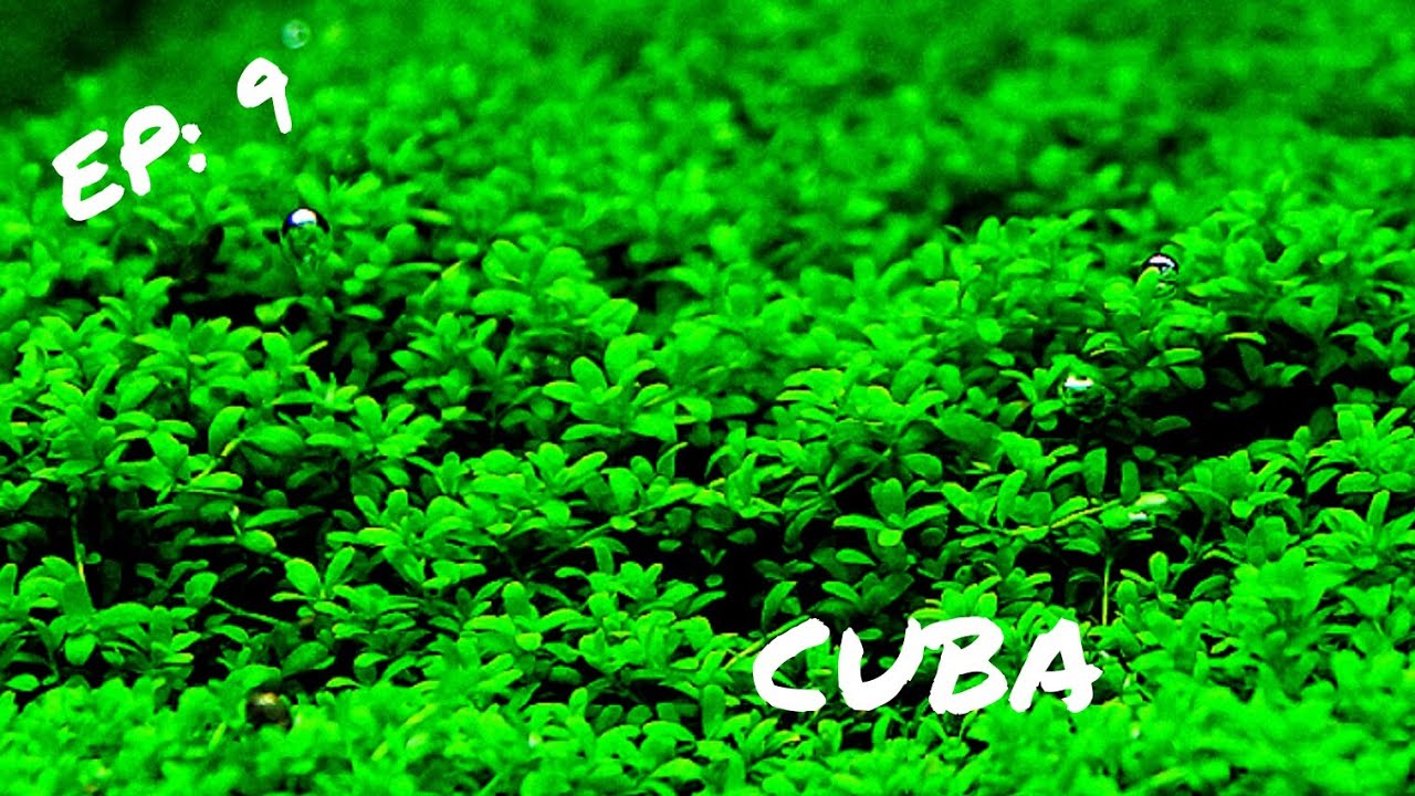 INTERMEDIATE PLANT: Hemianthus Callitrichoides 'Cuba'