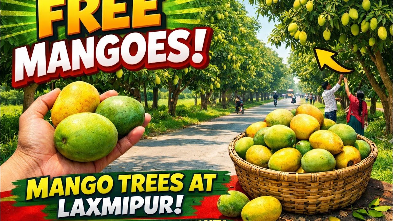 Land of Free Mangoes|Laxmipur, Diglipur #farming #agriculture #organicfood #Mangoes #fruits #மா