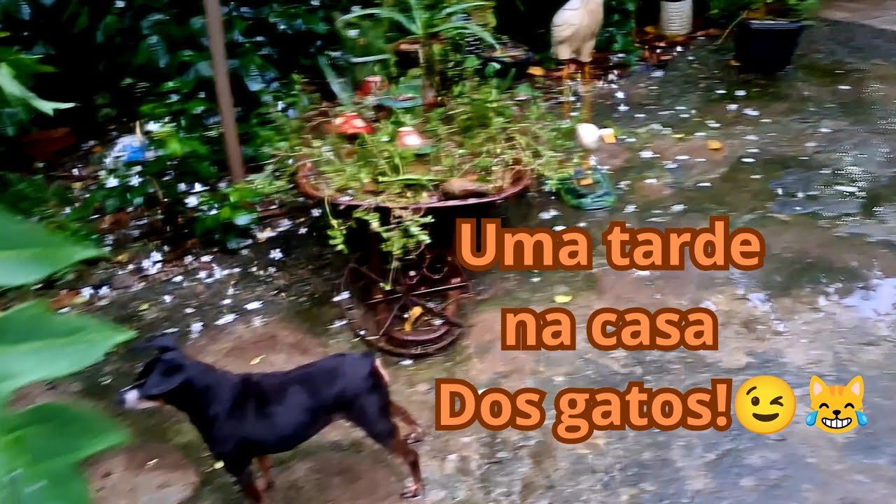 Uma tarde tranquila na casa dos gatos 🐦🐕🦋🐈#cat #gatos #casacomgatos #vidadegateira #vidasimples 