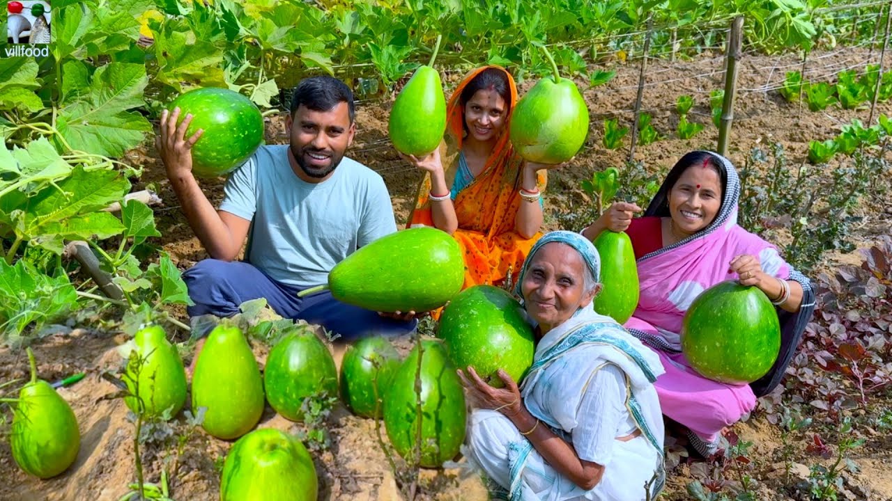 বাগান থেকে 42 kg কেজি টাটকা লাউ তুলে ঠাকুমার পছন্দের লাউ চিংড়ি রান্না | Garden fresh gourd recipe