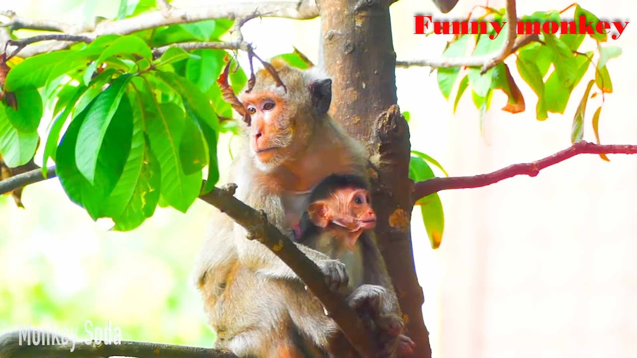 Grandma of Orphan MARTIN was Bites mistreat by other monkey full video clip