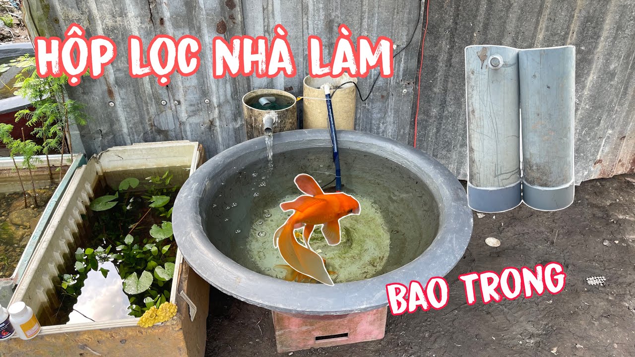 Setup Hồ Nuôi Cá Chép Bằng Chậu Xi Măng Và Hộp Lọc Chế Đơn Giản 
