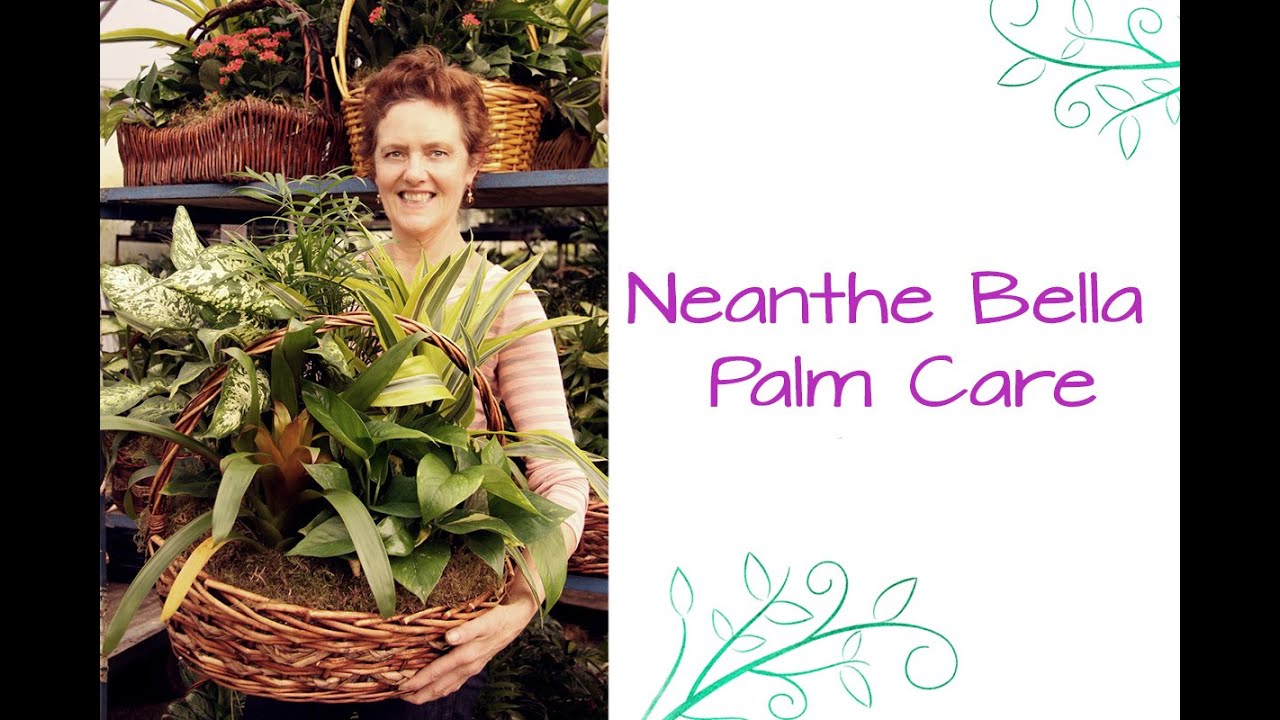 Neanthe Bella Palm: Care tips For This Table Top Palm