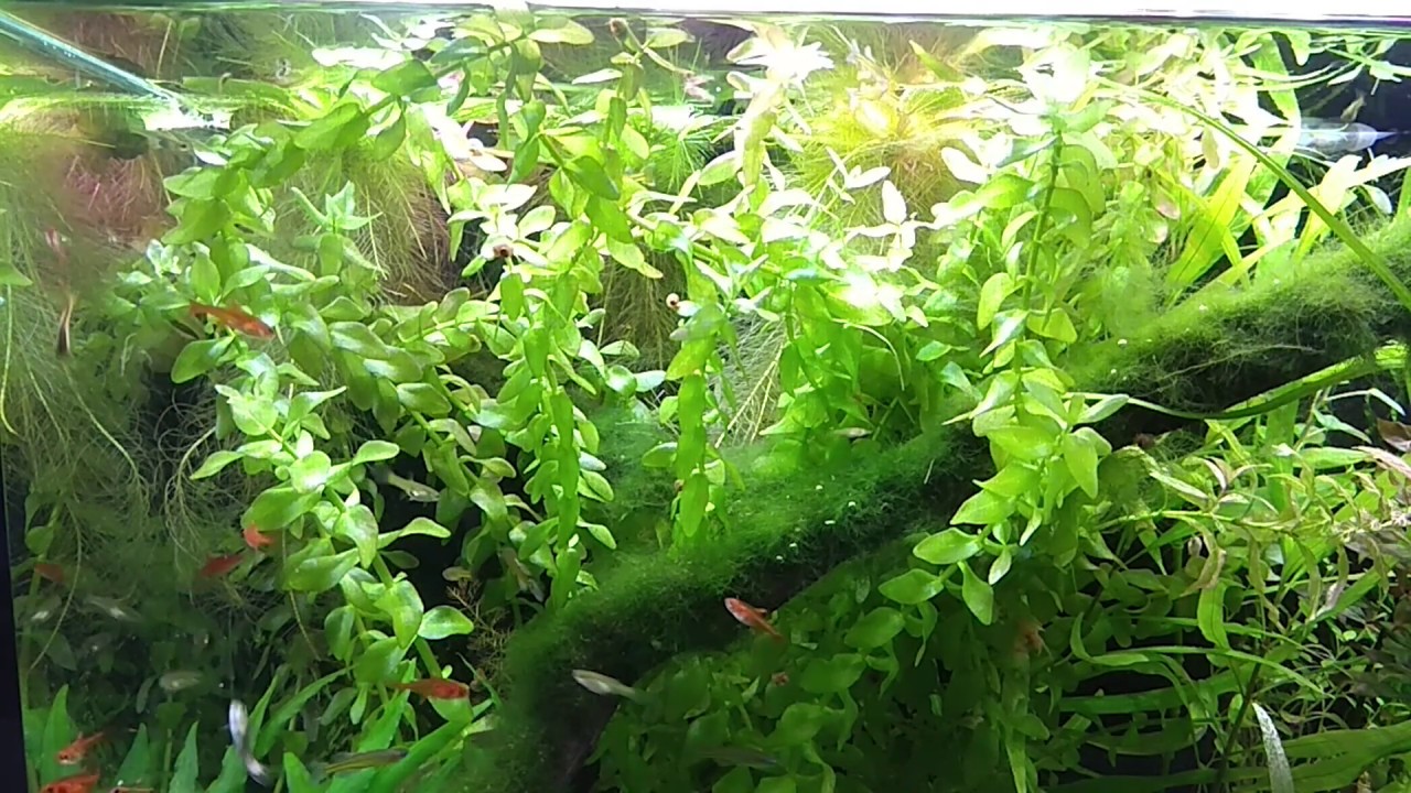 170. Techniczne zmiany w akwarium 72L